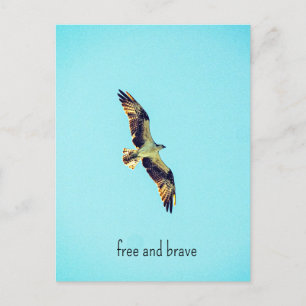 Cartão Postal De Festividades Osprey art