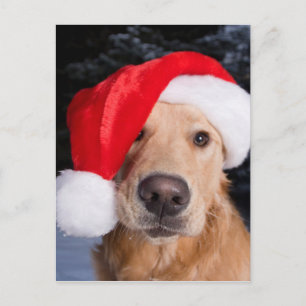Cartão Postal De Festividades Ouro em Santa Hat