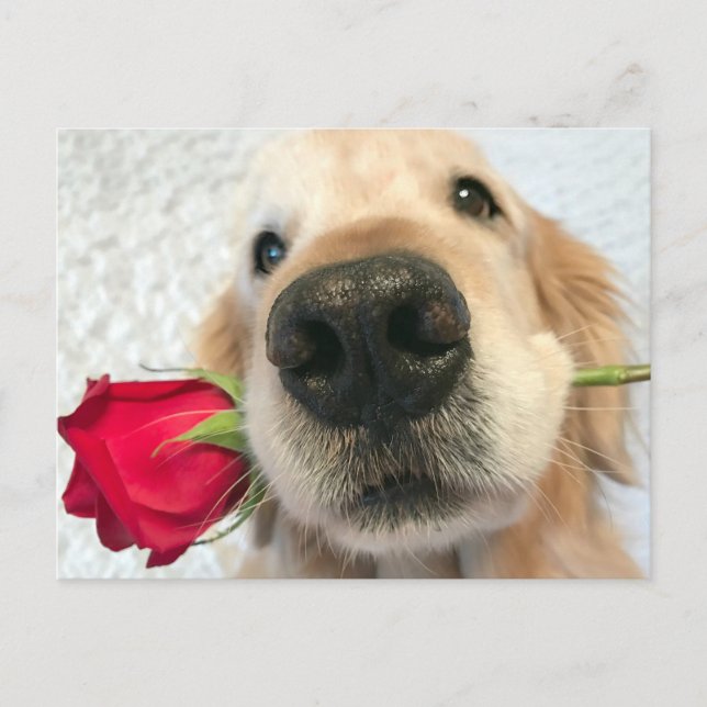 Cartão Postal De Festividades Ouro Retriever Cachorro Com Dia de os namorados Ro (Frente)