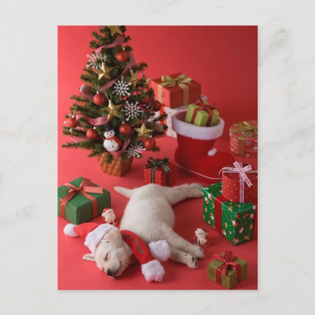 Cartão Postal De Festividades Ouro Retriever Puppy e Natal (Frente)