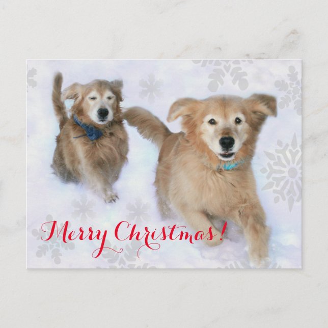 Cartão Postal De Festividades Ouro Retrievers Dashing Através do Natal da Neve (Frente)