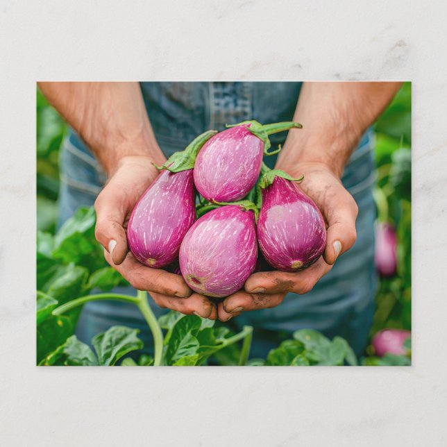 Cartão Postal De Festividades Ovelhas roxas no Jardim Orgânico (Frente)