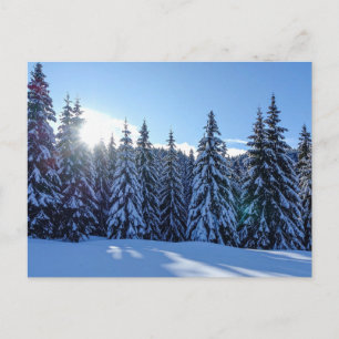 Cartão Postal De Festividades Paisagem de Floresta de Pinheiros Nevados Cênica N