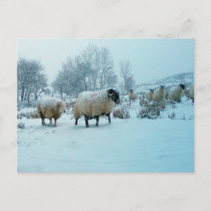 Cartão Postal De Festividades Paisagem Rural de Ovelhas Cobertas de Neve Serena 