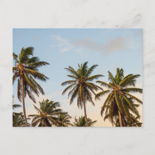 Cartão Postal De Festividades Palmeiras de Natal tropical