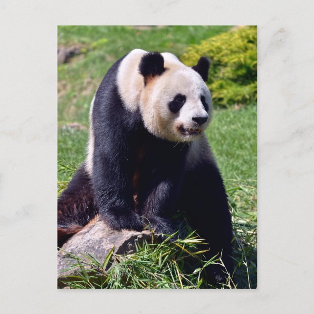 Cartão Postal De Festividades Panda gigante sentada numa pedra (Frente)