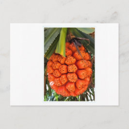 Cartão Postal De Festividades Pandanus Marítimo Exótico - Raro Fruto Comestível 