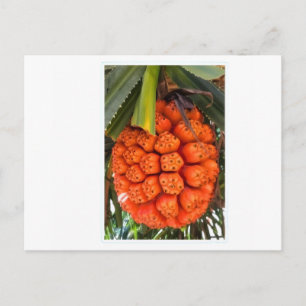 Cartão Postal De Festividades Pandanus Marítimo Exótico - Raro Fruto Comestível 