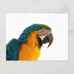 Cartão Postal De Festividades papagaio colorido