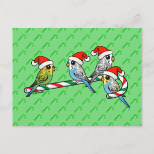 Cartão Postal De Festividades Papai noel Budgies do bastão de doces