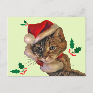 Cartão Postal De Festividades Papais noeis Gatinho com Holly