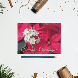 Cartão Postal De Festividades Papeis brancos e Florais Vermelhos de Poinsettia