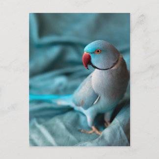 Cartão Postal De Festividades parrot postcards