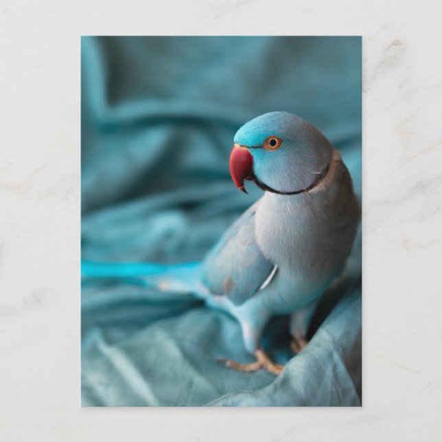 Cartão Postal De Festividades parrot postcards (Frente)