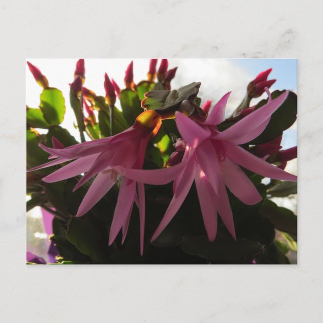 Cartão Postal De Festividades Páscoa de Flor de Cactus (Frente)