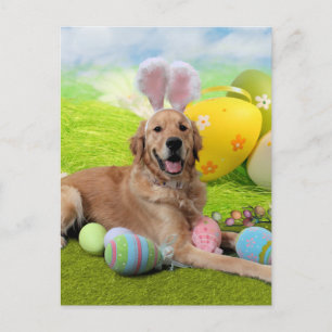 Cartão Postal De Festividades Páscoa - Retriever de Ouro - Frank