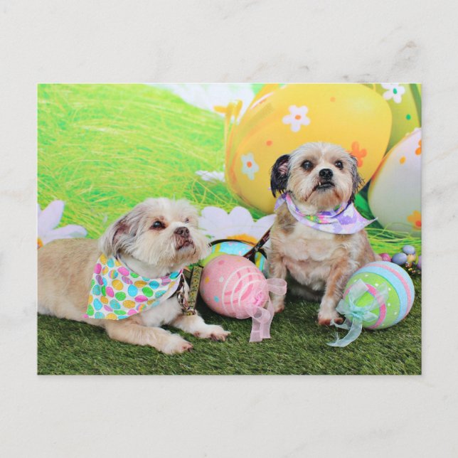 Cartão Postal De Festividades Páscoa - Shih Tzu - Clementine e Winston (Frente)