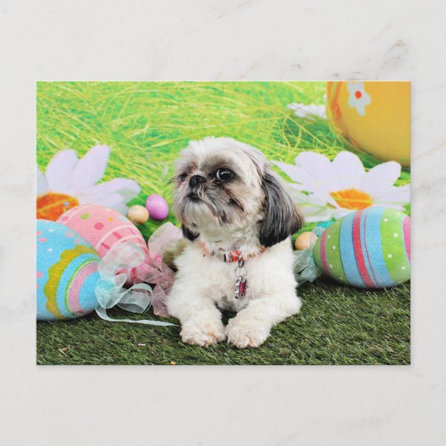 Cartão Postal De Festividades Páscoa - Shih Tzu - Sophie (Frente)