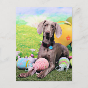 Cartão Postal De Festividades Páscoa - Weimaraner - Ben