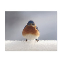 Pássaro Azul Negrito