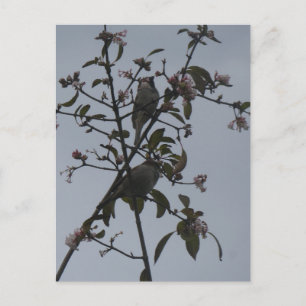 Cartão Postal De Festividades Pássaros em Árvore com Flores de Outono Cartão Pos