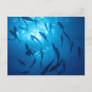 Cartão Postal De Festividades Peixe Sapado Sol Sob O Mar