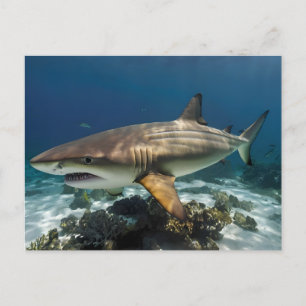 Cartão Postal De Festividades Peixe-tubarão branco e azul Elegante Personalizado