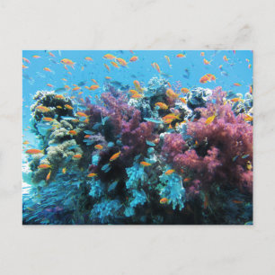 Cartão Postal De Festividades Peixes Tropicais de Laranja e Coral Rosa