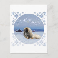 Pekingese Ó Santa Noite