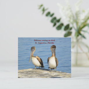 Cartão Postal De Festividades Pelicanos no cais
