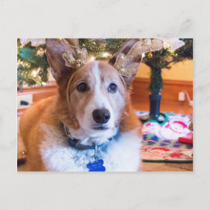 Cartão Postal De Festividades Pembroke Welsh Corgi Christmas