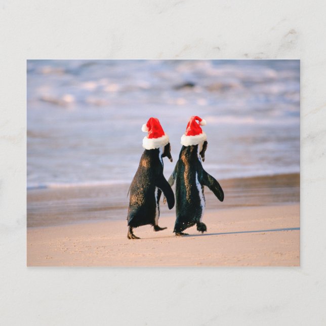 Cartão Postal De Festividades Pinguins com Chapéus de Papai Noel na Praia (Frente)