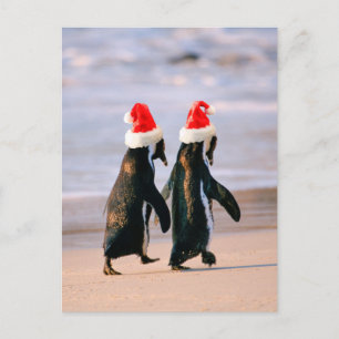 Cartão Postal De Festividades Pinguins em Santa Hats na praia