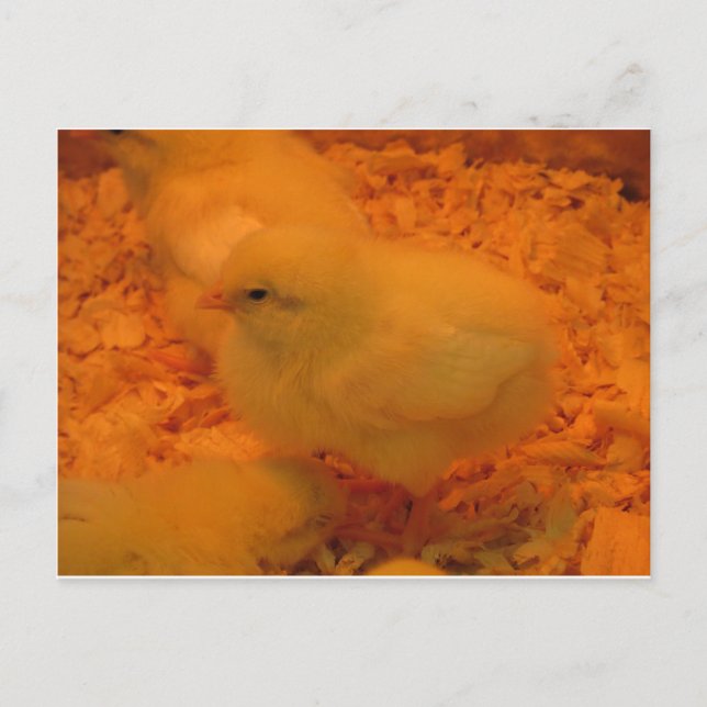 Cartão Postal De Festividades Pintinho páscoa (Frente)