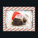 Cartão Postal De Festividades Pinto de Natal em Santa Hat com Luzes de Natal<br><div class="desc">Um cartão postal com uma fotografia adorável de um filhote de cachorro dormindo enquanto veste um chapéu de santa. Feliz Natal está escrito na banda de seu chapéu, com uma letra manuscrita na moda. Uma borda cinza com luzes coloridas de Natal cercando a moldura dessa foto fofinha. O fundo é...</div>