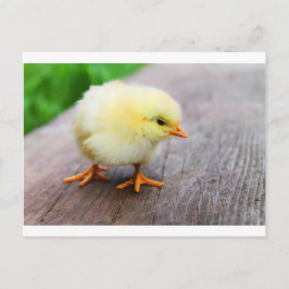 Cartão Postal De Festividades Pinto de Páscoa