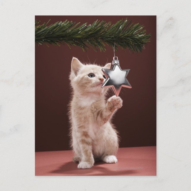 Cartão Postal De Festividades Pintura de Natal de Kitten na árvore (Frente)