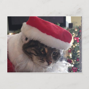 Cartão Postal De Festividades Placa de Papais noeis de Gatinho fino