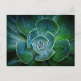 Cartão Postal De Festividades Planta Evergreen