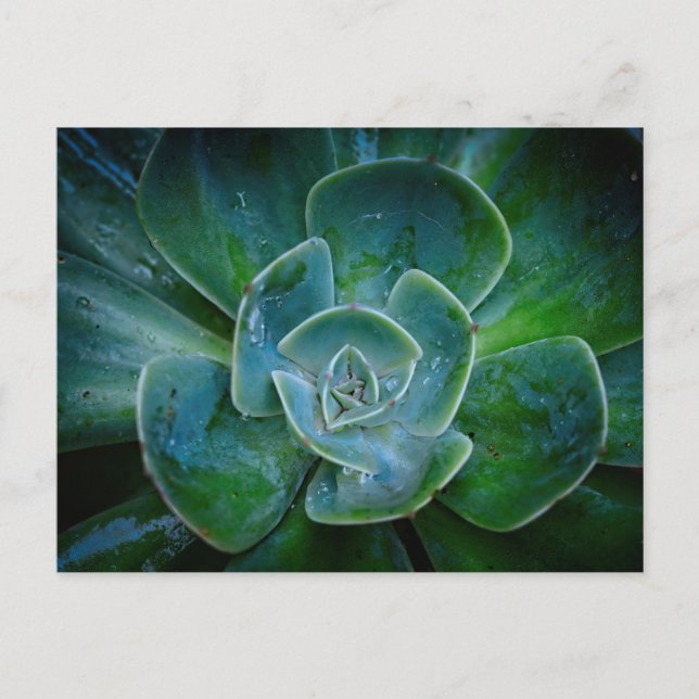 Cartão Postal De Festividades Planta Evergreen (Frente)