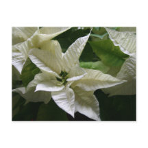 Poinsettia Branca Verde Férias Natal