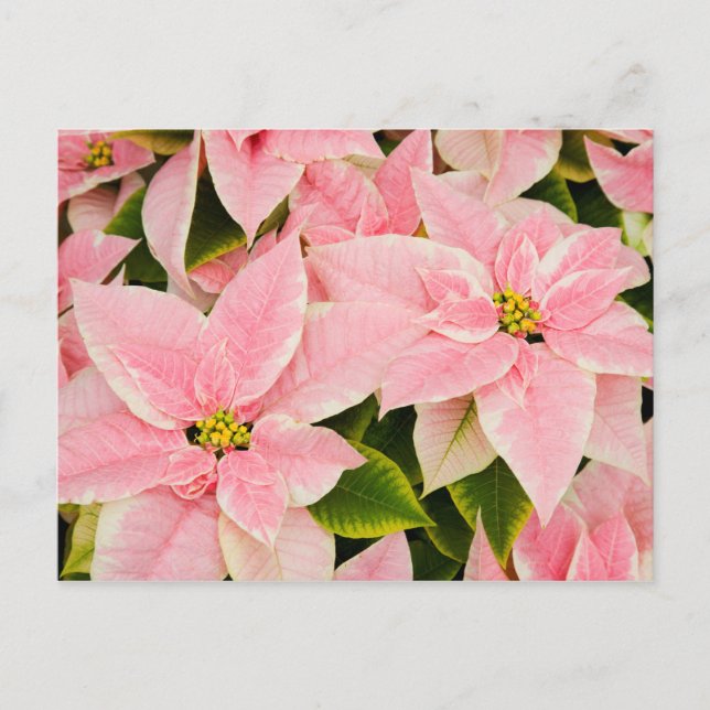 Cartão Postal De Festividades Poinsettias Rosa (Frente)