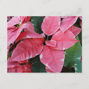 Cartão Postal De Festividades Poinsettias Rosa de Mármore Estrela de Prata Flora