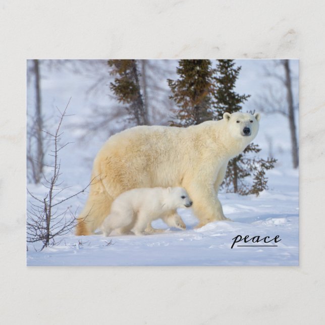 Cartão Postal De Festividades Polar Bear Madre e Cubo na Tundra (Frente)