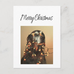 Cartão Postal De Festividades Ponteiro de cabelos curtos alemão do Feliz Natal