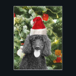 Cartão Postal De Festividades Poodle Dog Christmas Tree Snowman Red Santa Hat<br><div class="desc">Cute Poodle Dog wearing red santa hat with  Christmas Tree Snowman ornament in background.</div>