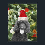 Cartão Postal De Festividades Poodle Dog Christmas Tree Snowman Red Santa Hat<br><div class="desc">Cute Poodle Dog wearing red santa hat with  Christmas Tree Snowman ornament in background.</div>
