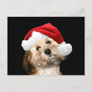 Cartão Postal De Festividades Poodle mix Natal