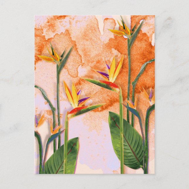 Cartão Postal De Festividades Postal Birds of Paradise in Bloom (Frente)