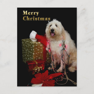 Cartão Postal De Festividades PostCard - Christmas Greeting - Doggy